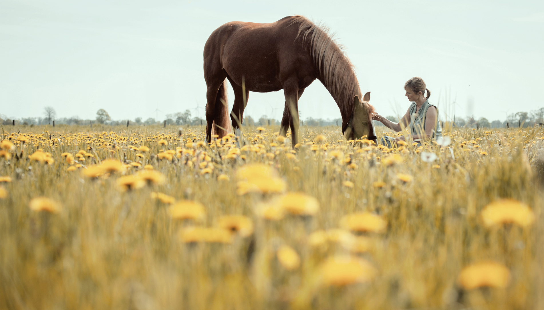 Meine Zeit mit Pferden