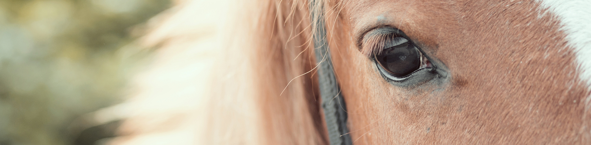 Meine Zeit mit Pferden